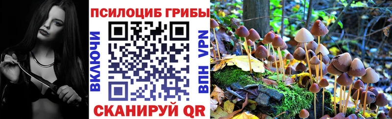 где купить наркотик Вихоревка Псилоцибиновые грибы Cubensis